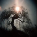 Paddy Joe Tree